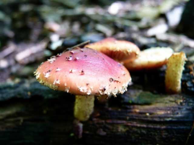Чешуйчатка бугорчатая (pholiota tuberculosa) –  грибы сибири