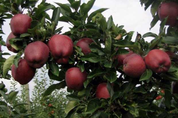 Зимние сорта яблонь: лучшие зимостойкие сорта с длительным сроком хранения плодов