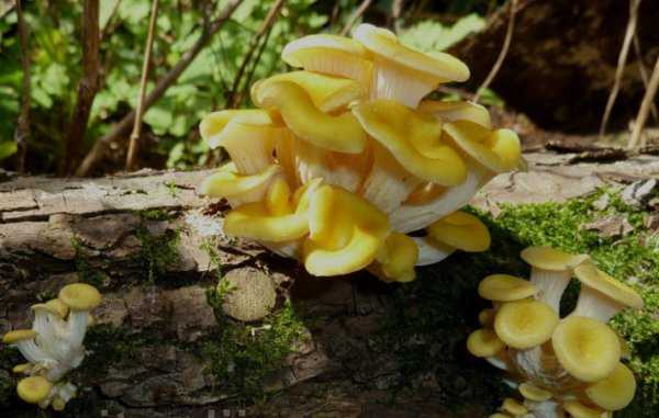 Знакомимся с пластинчатыми грибами: в чем их особенность, и какие бывают