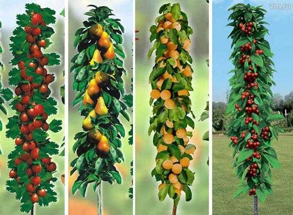 Обзор сортов и особенности выращивания колоновидных груш