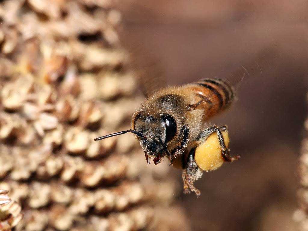 Правильное формирование отводков пчел для увеличения пасеки
правильное формирование отводков пчел для увеличения пасеки
