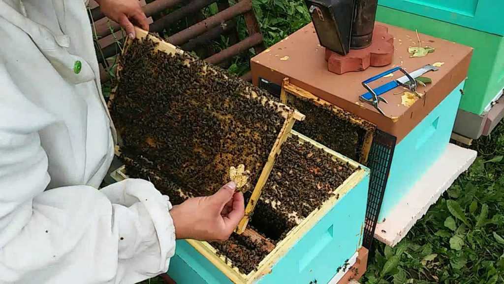 Роение пчел: причины, признаки и способы предупреждения (видео)