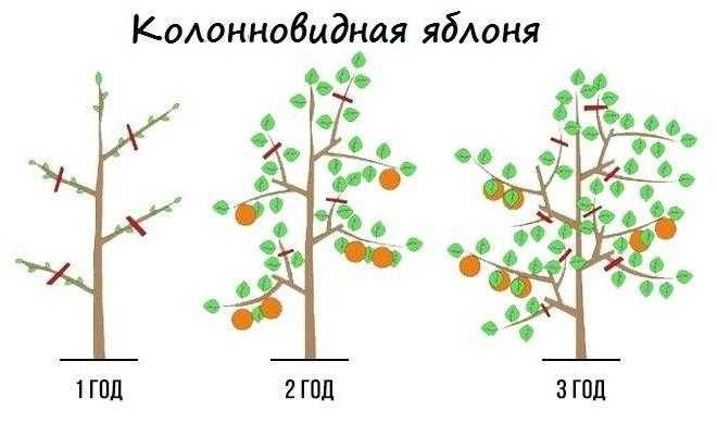 Обрезка яблони осенью: когда и как правильно ее делать, а также особенности формирования растения в данный период