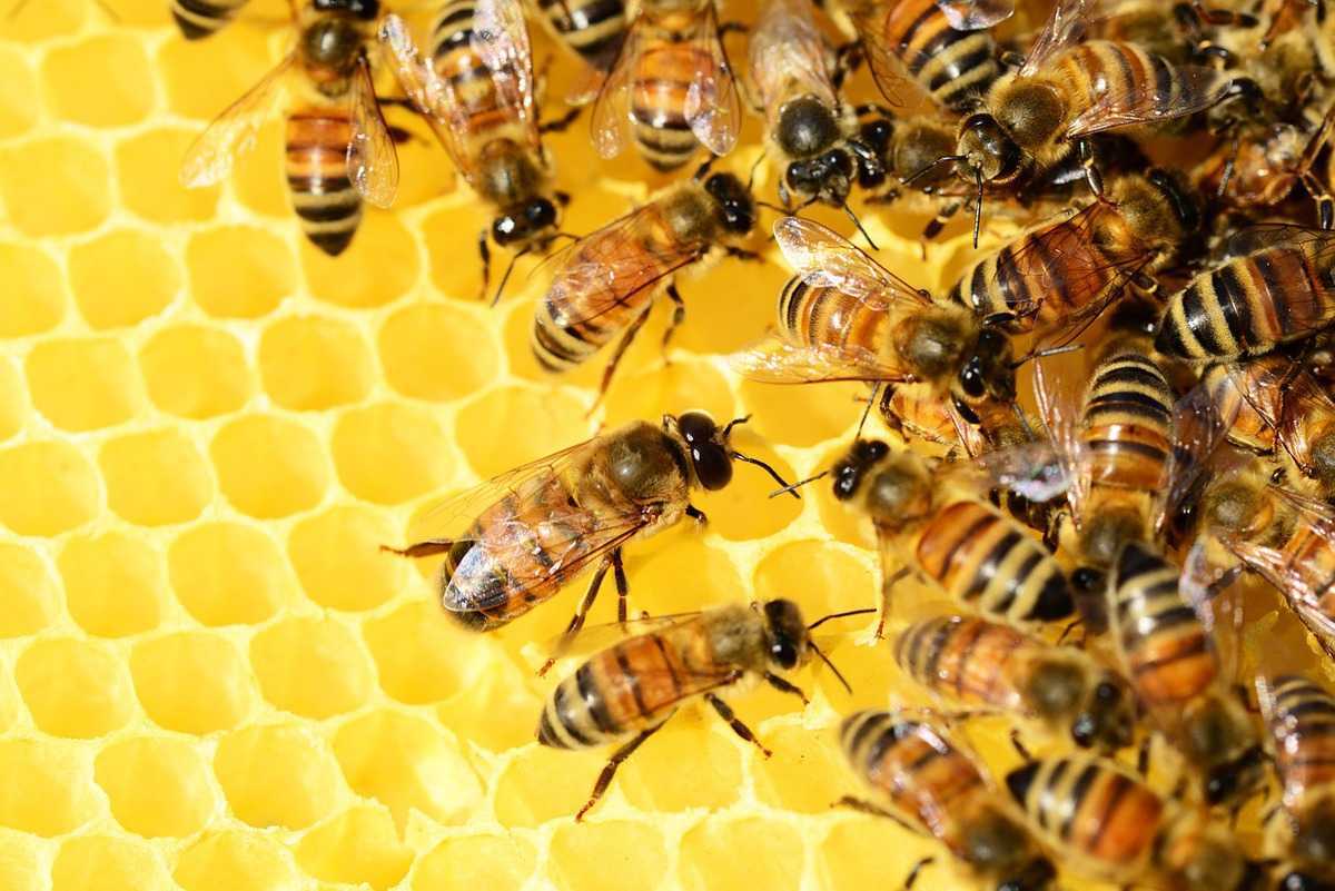 Кочевое пчеловодство:особенности и организация кочевого пчеловодства,выбор места, перевозка ульев, преимущества и недостатки