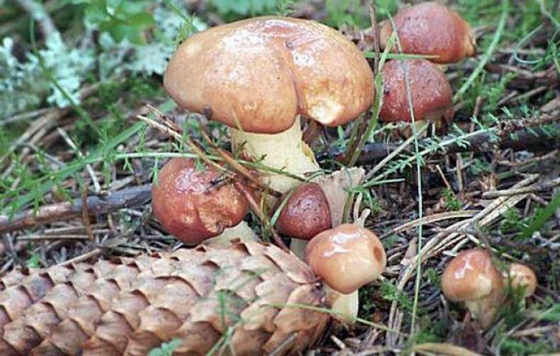Можно ли без опаски есть червивые грибы - журнал садовода ryazanameli.ru