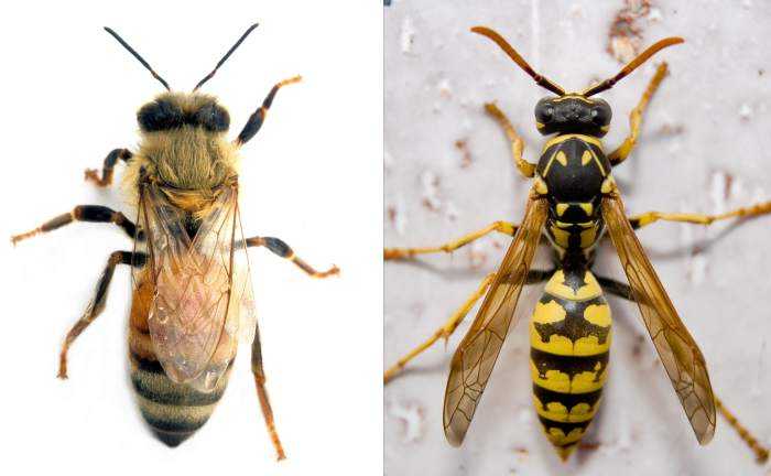 Медоносная пчела и обыкновенная оса