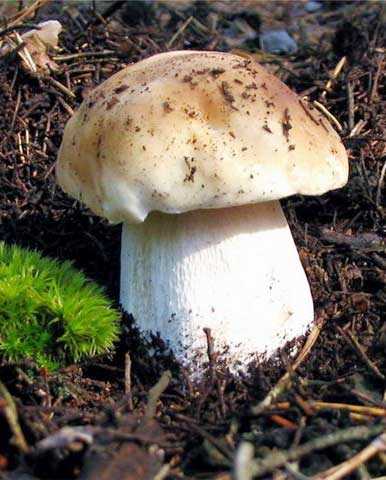 Белый гриб: его виды, как он выглядит, когда и где его искать? | рутвет - найдёт ответ!