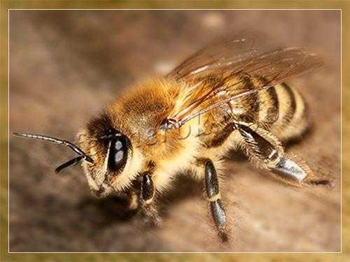 Зимовка пчел: как правильно утеплить ульи