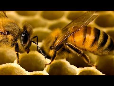 Как пчелы строят соты - пчеловодство - животноводство - собственник
