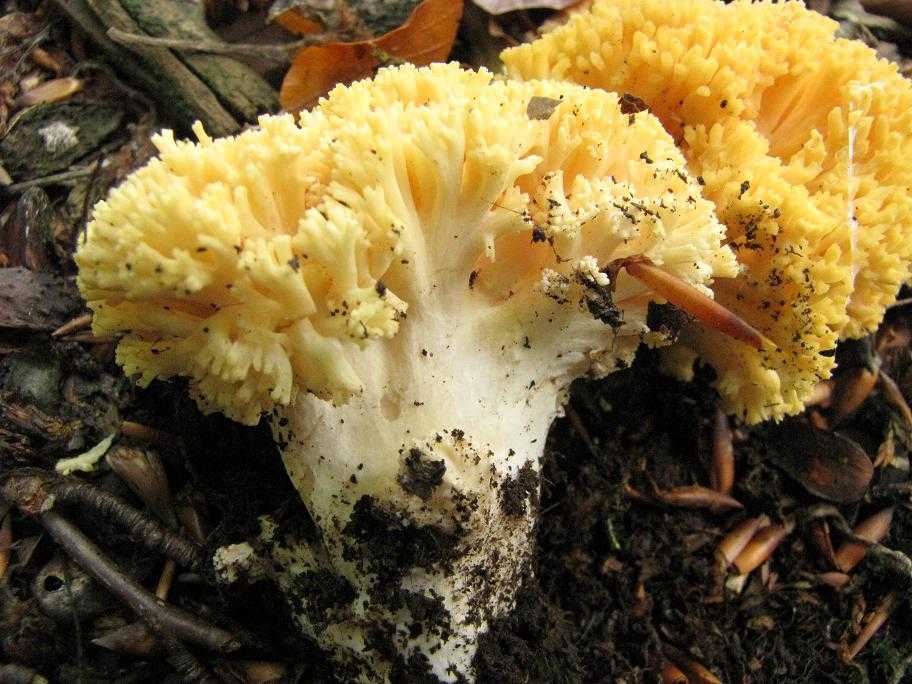 Грибы-кораллы: малоизвестные, вкусные и полезные грибы
