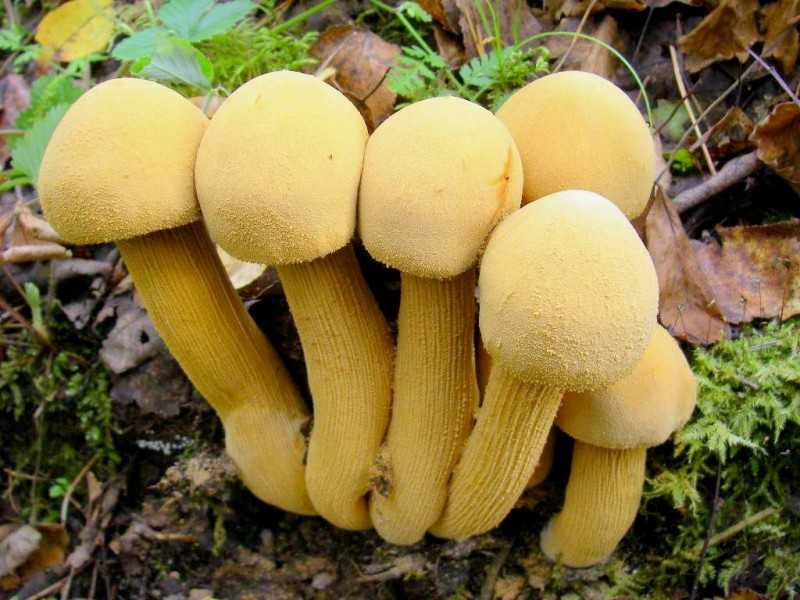 Рогатик пестиковый или булавовидный (clavariadelphus pistillaris): фото, описание, польза и вред условно-съедобного гриба