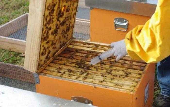 Можно ли обрабатывать пчел бипином в ноябре