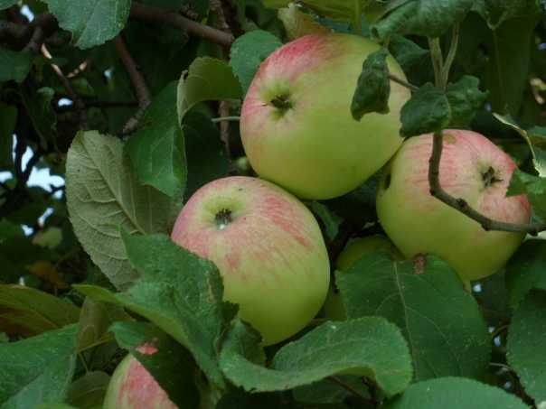 Яблоня башкирская красавица — подробная характеристика сорта