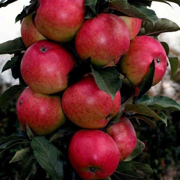 Колоновидная яблоня "московское ожерелье", особенности сорта, советы по выращиванию и подрезке
