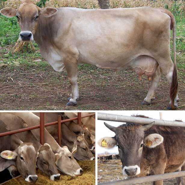 Сколько нужно сена корове или быку на зиму?