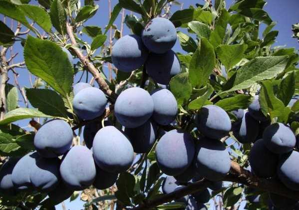 ✅ о сливе синий дар: описание сорта, агротехника выращивания, особенности ухода - tehnomir32.ru