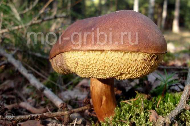 Описание гриба синяк и съедобный ли он (+26 фото)?