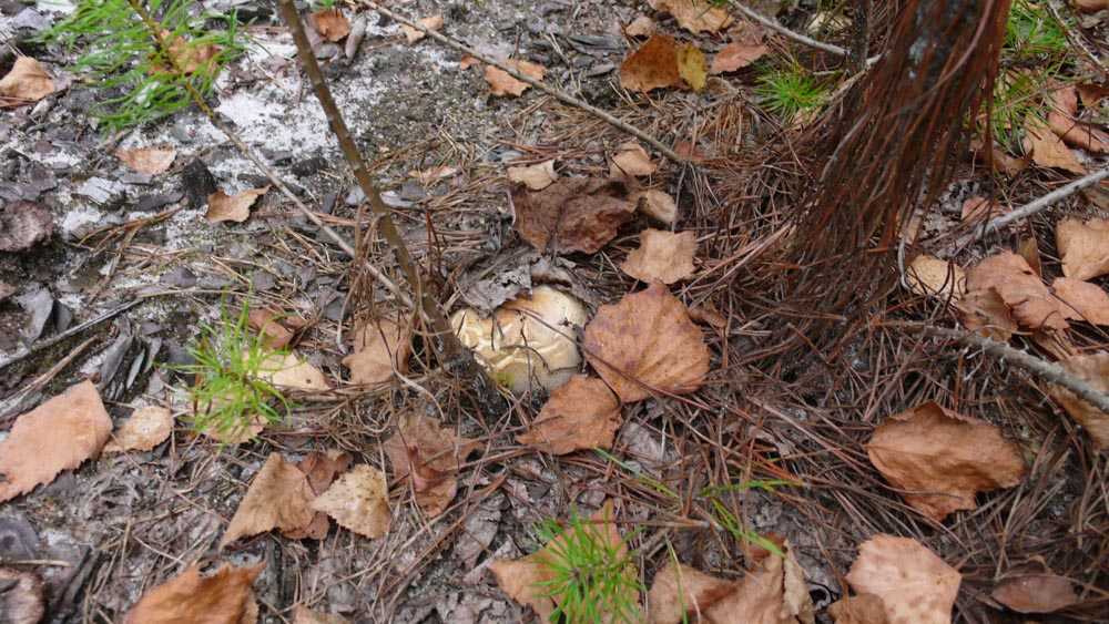 Ризопогон обычный (rhizopogon vulgaris). ризопогон обычный (rhizopogon vulgaris) как называется часть гриба под землей