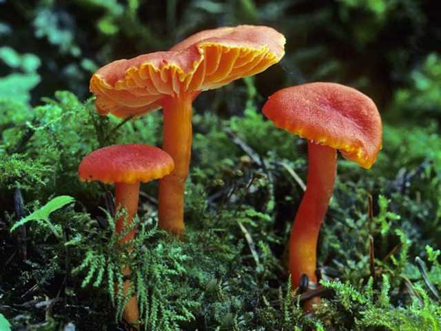 Гигроцибе киноварно-красная – приметный яркий гриб