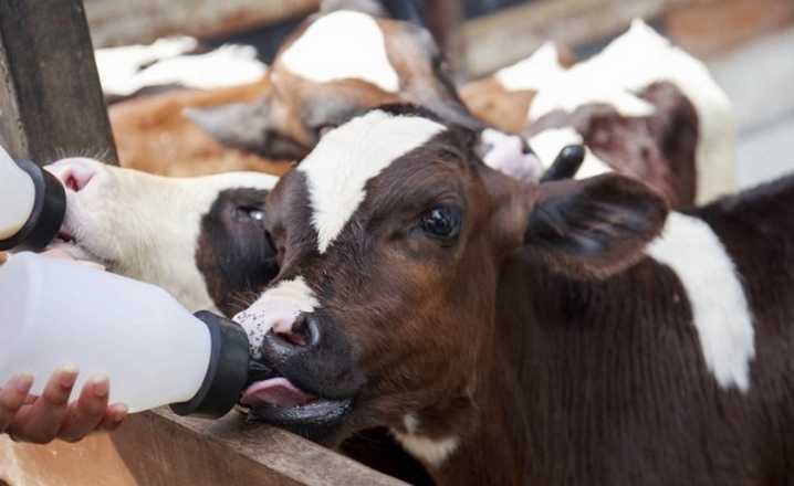Лактация у коров: период и кормление по фазам