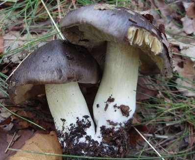 Что вы знаете об этих поздних грибах — серушки и зеленушки?