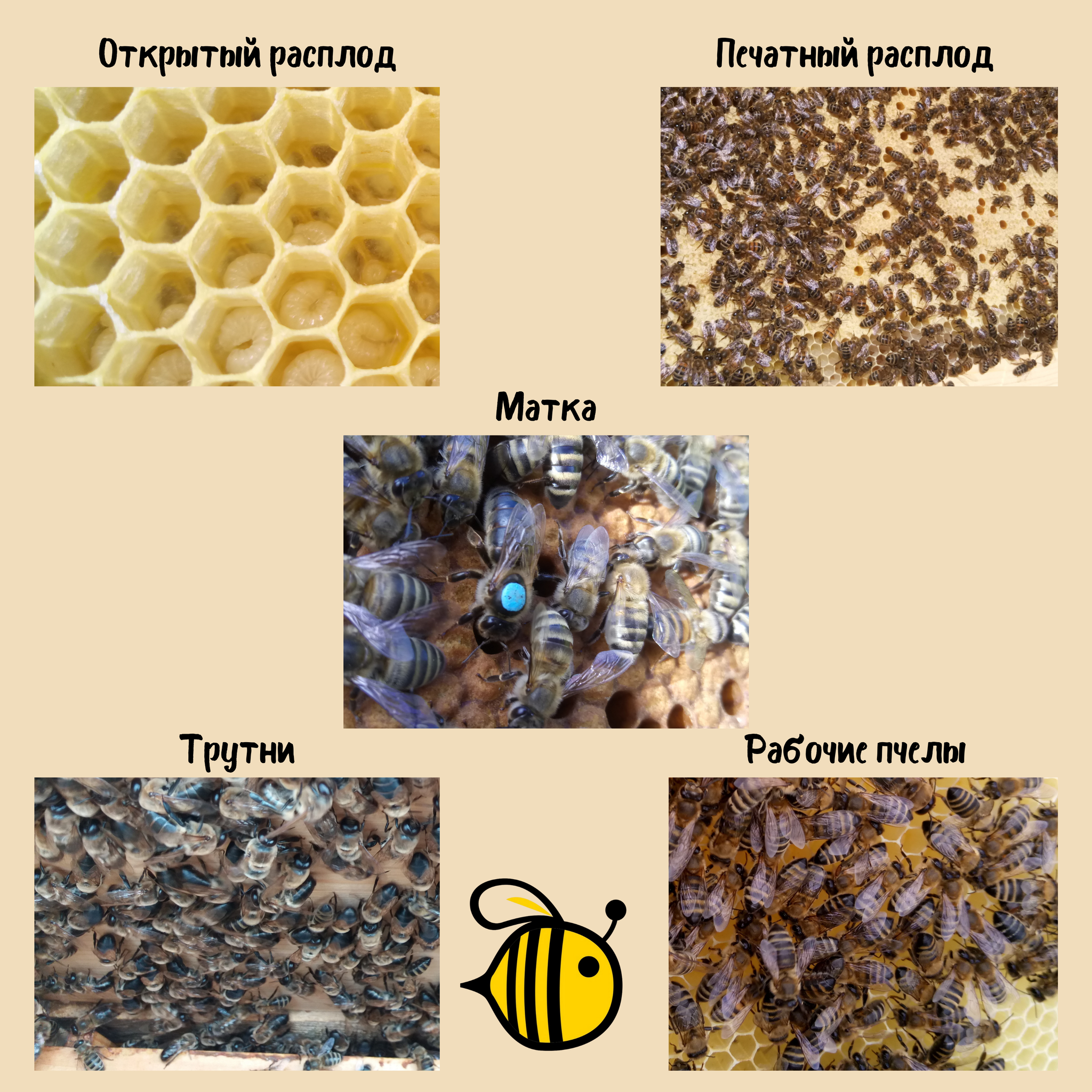 Замена маток в семьях пчел.как часто стоит проводить замену.как правильно сформировать семью воспитательницу