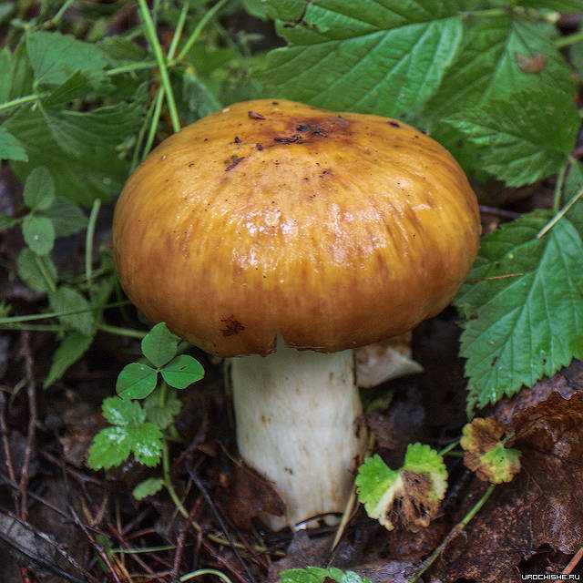 Какие грибы растут осенью в лесу (фото и описание)
