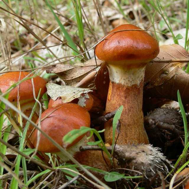 Маслёнок клинтона (suillus clintonianus) –  грибы сибири