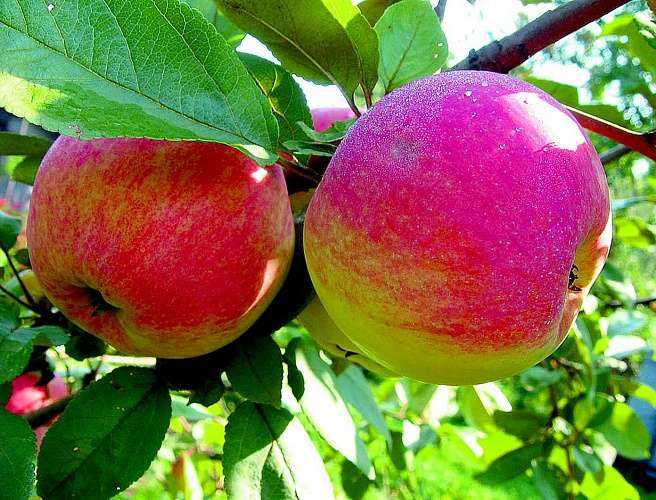 Особенности посадки яблони мантет
