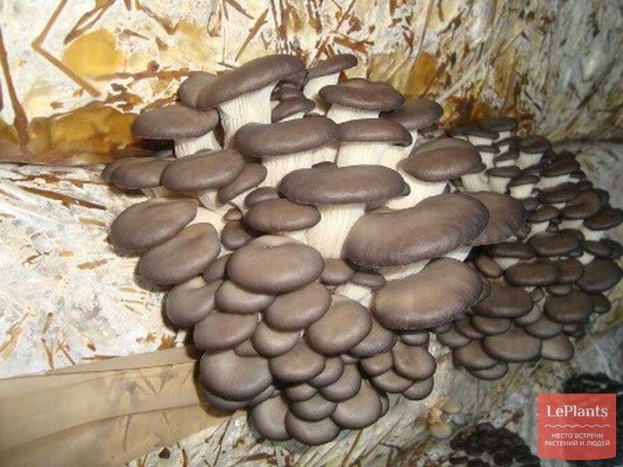 Вешенки грибы , где растут и как выглядят. разновидности вешенок. описание полезных свойств