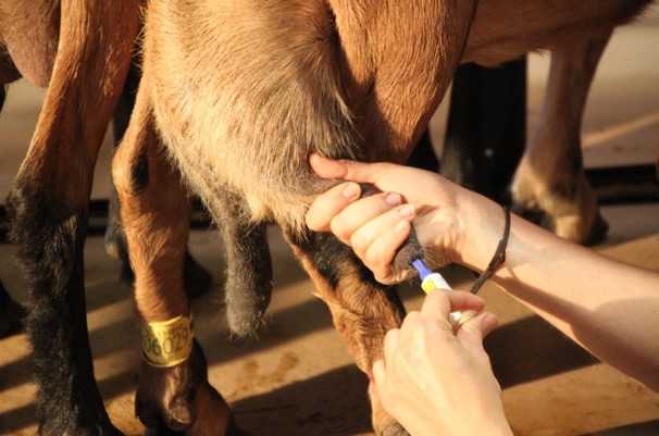Как лечить молочные камни у коров