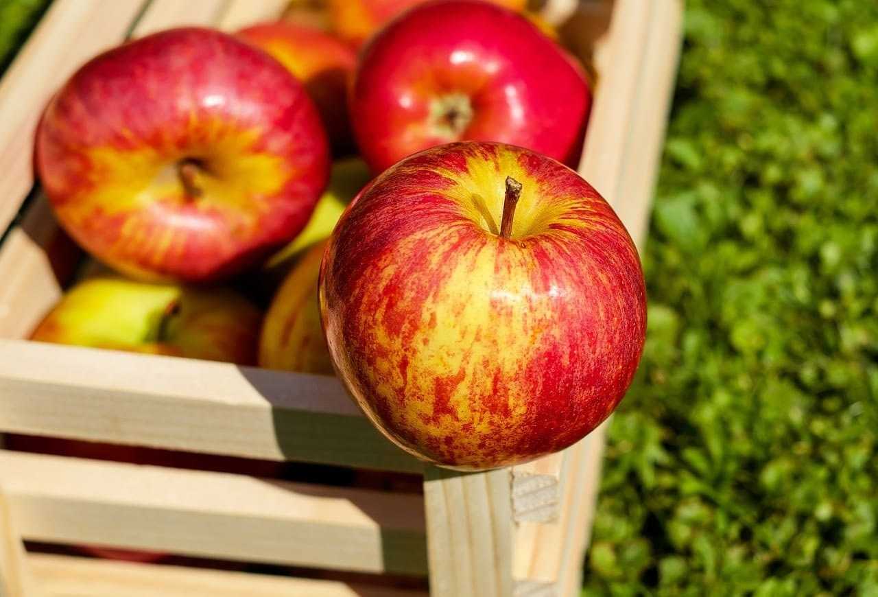 Как хранить яблоки - лучшие способы сохранения фруктового урожая