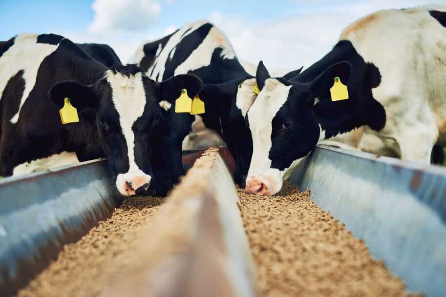 Витамины корове после отела: нужны ли они и в каких количествах