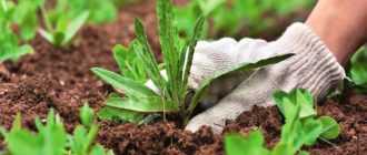 Глифос от сорняков: инструкция по применению гербицида, состав и форма выпуска