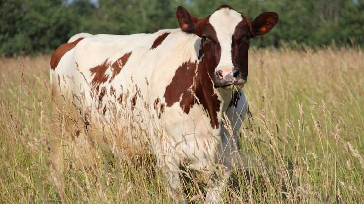 Холмогорская порода коров (29 фото): характеристика быков и телят. плюсы и минусы породы