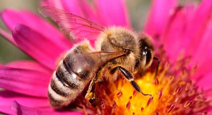Пчеловодство и пчелы карпатка, их характеристика