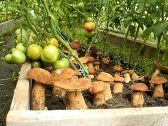 Как посадить и выращивать грибы на даче или в огороде