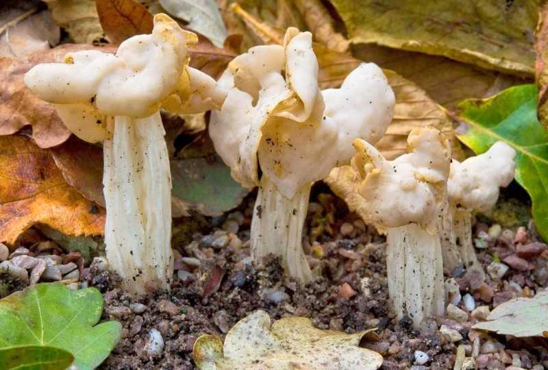 Лопастник курчавый – редкий и необычный гриб | огородники