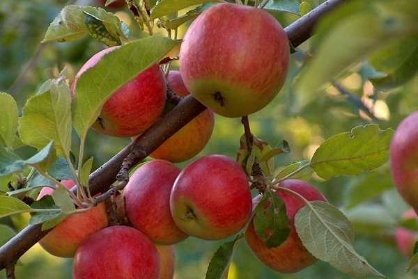 Выбираем самые сладкие сорта яблонь