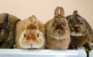 Кролики породы рекс (32 фото): описание декоративных зверьков, окрасы карликовых мини-кроликов. какой у них мех? сколько живут?