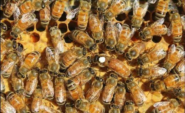 Пчелы бакфаст: описание породы, преимущества, фото, видео