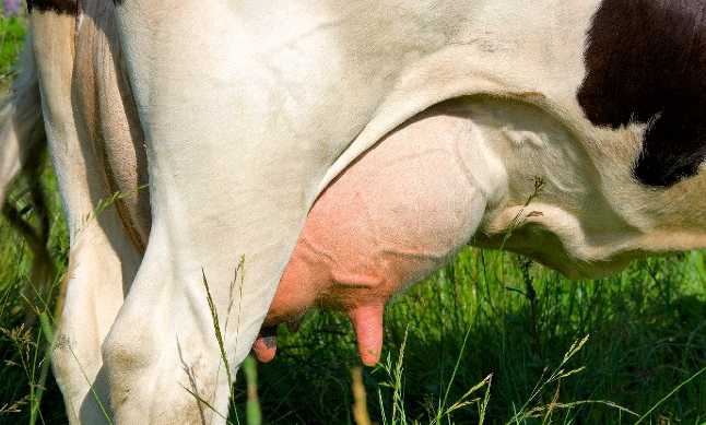 Шишки (на вымени, шее, челюсти, спине, животе) у коровы