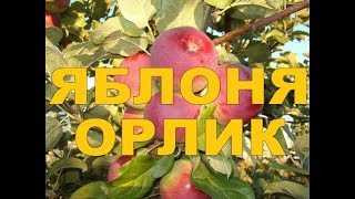 Описание сорта яблони орлик: фото яблок, важные характеристики, урожайность с дерева