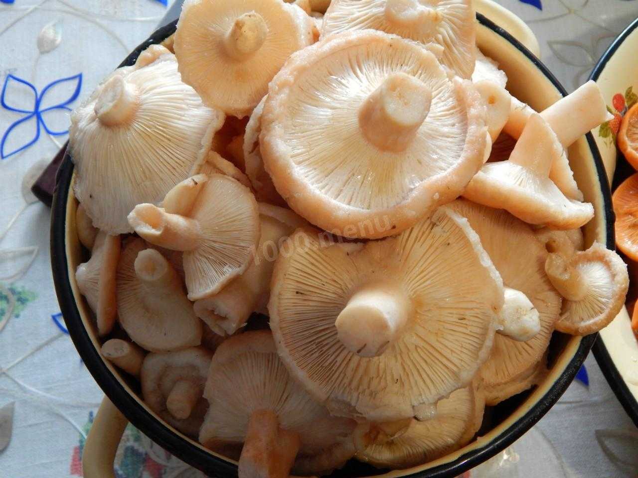 Как вкусно посолить грибы волнушки в домашних условиях: рецепты соления грибов разными способами