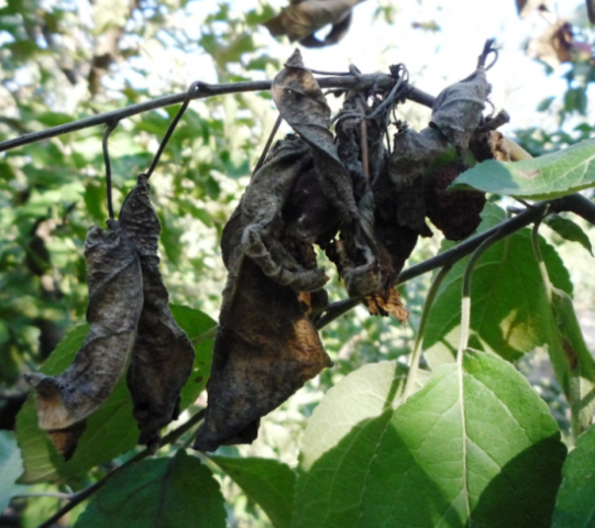 Почему чернеют листья на груше: болезни, вредители, питание | мир садоводства