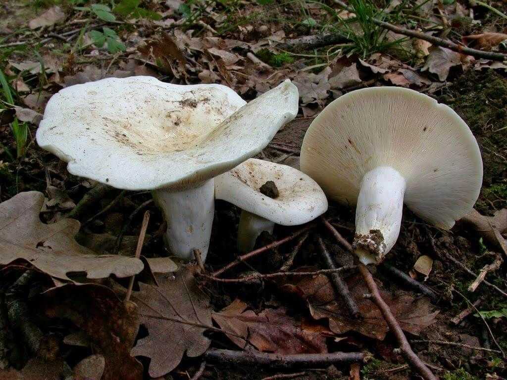 Груздь синеющий (груздь собачий, lactarius repraesentaneus): как выглядит, где и как растет, съедобный или нет