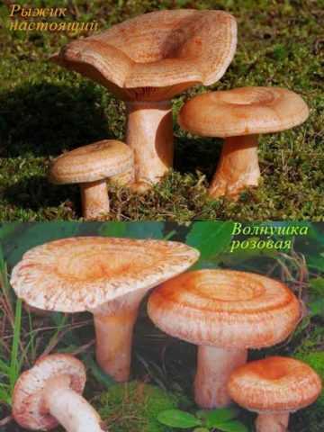 Сходство и различия рыжика и волнушки розовой: основные характеристики грибов