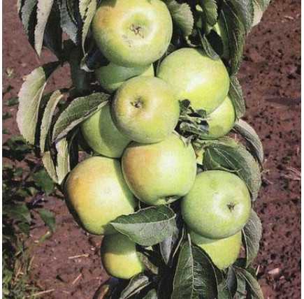 Колоновидная яблоня память блынского: фото и описание сорта, отзывы садоводов