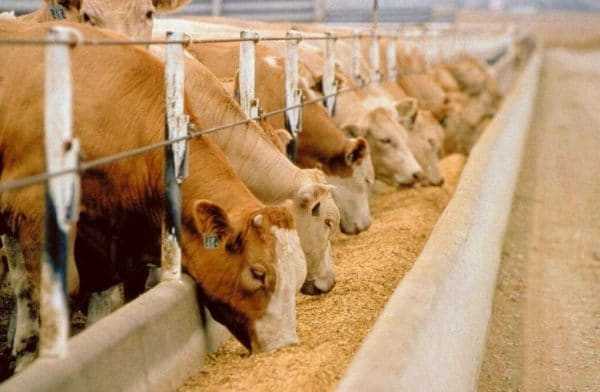 Сколько сена нужно подготовить корове на зиму – выбор и сроки скашивания травы, а также расход и условия хранения