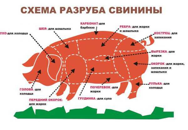 Сколько в свинье мяса?
